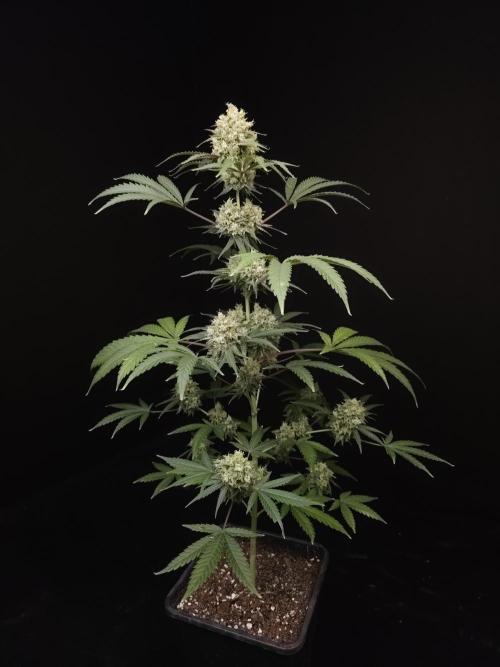 Zkittlez 2. Week 6