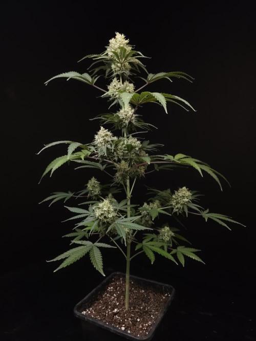 Zkittlez 2. Week 6