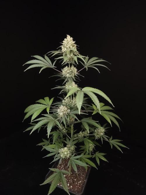 Zkittlez 2. Week 6