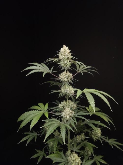 Zkittlez 2. Week 6