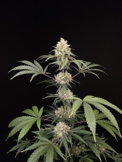 Zkittlez 2. Week 6