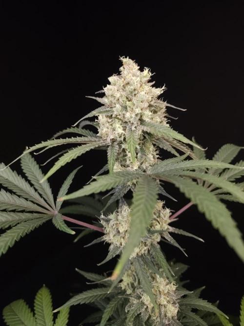 Zkittlez 2. Week 6