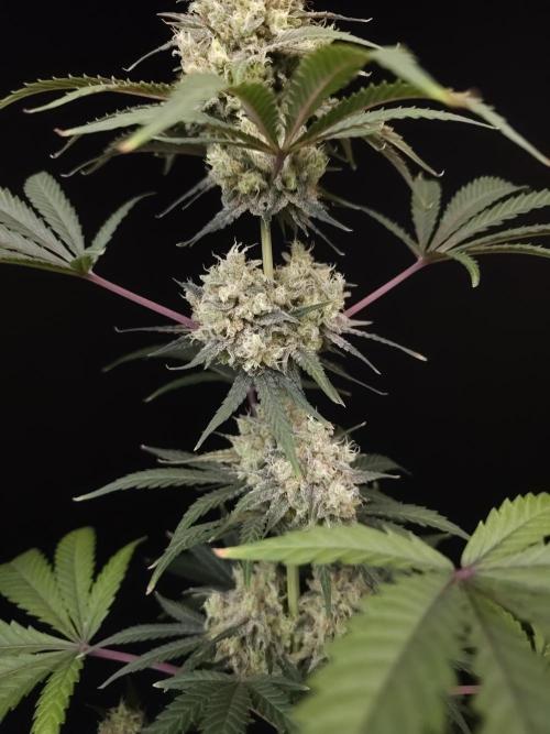 Zkittlez 2. Week 6