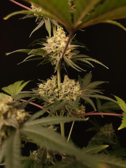 Zkittlez 2. Week 6