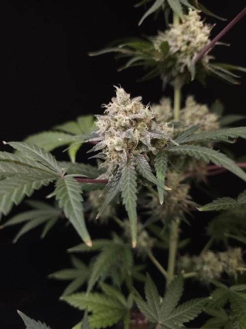 Zkittlez 2. Week 6