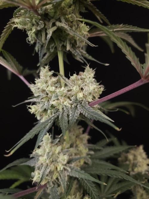 Zkittlez 2. Week 6