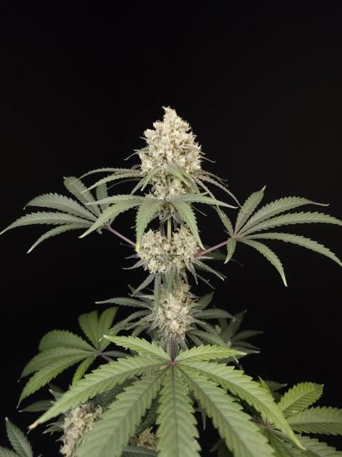 Zkittlez 2. Week 6