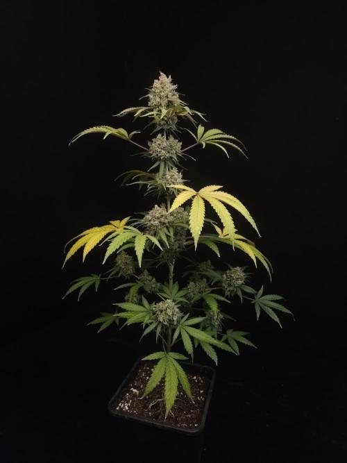 Zkittlez 2. Week 7