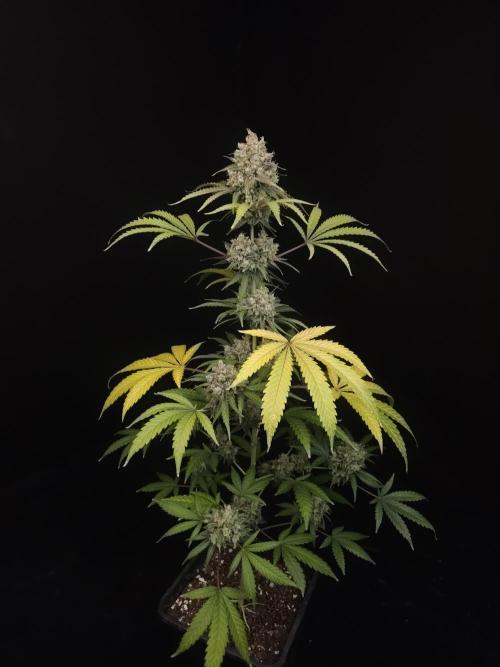 Zkittlez 2. Week 7