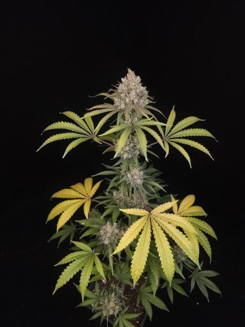 Zkittlez 2. Week 7