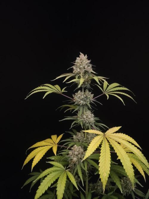 Zkittlez 2. Week 7