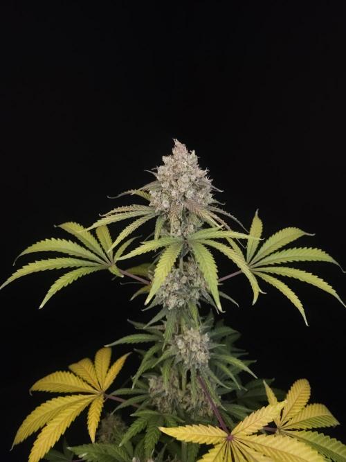 Zkittlez 2. Week 7
