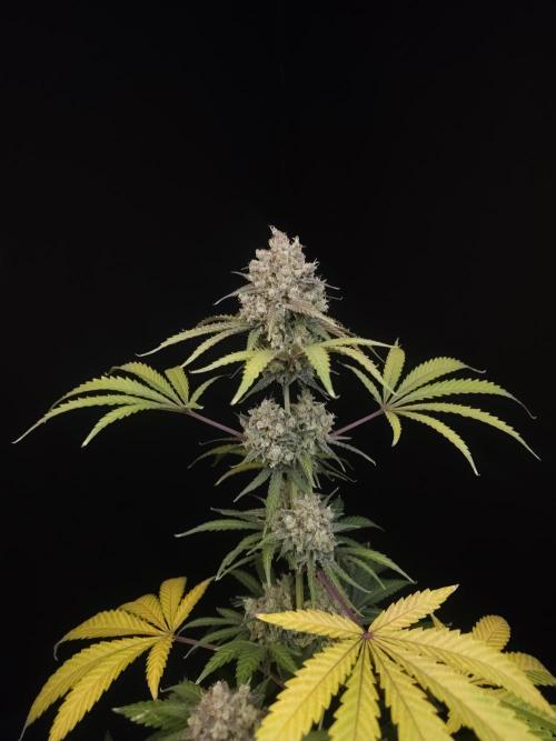 Zkittlez 2. Week 7