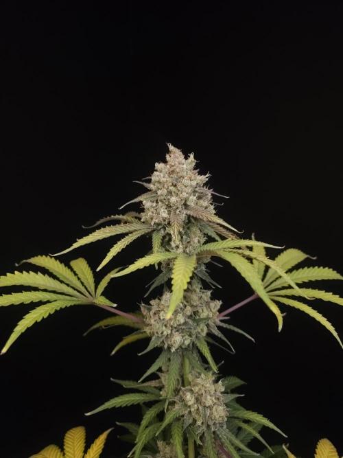 Zkittlez 2. Week 7