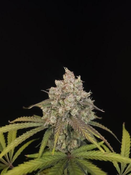 Zkittlez 2. Week 7