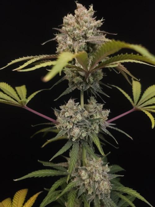 Zkittlez 2. Week 7