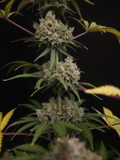 Zkittlez 2. Week 7