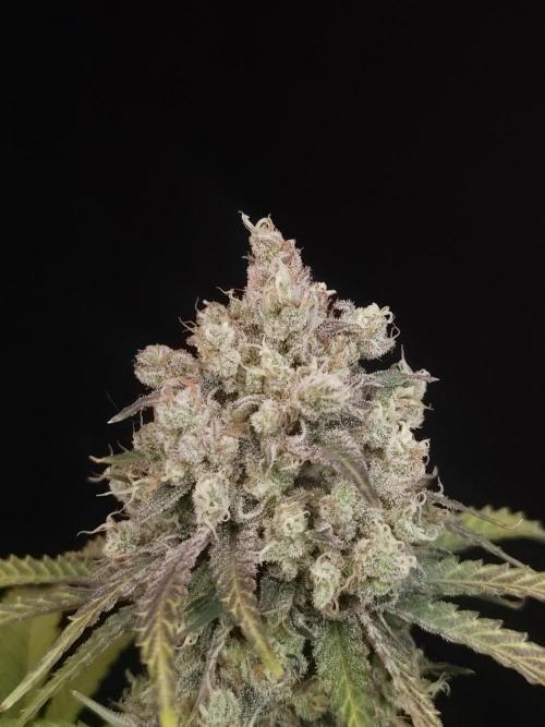 Zkittlez 2. Week 7