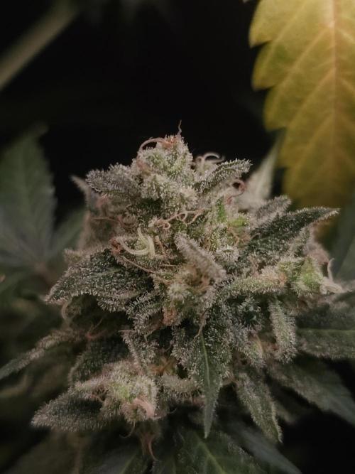 Zkittlez 2. Week 7