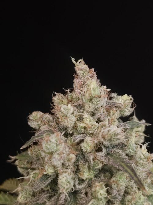 Zkittlez 2. Week 7