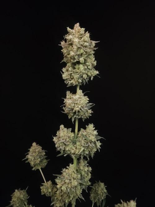 Zkittlez 2. Week 8