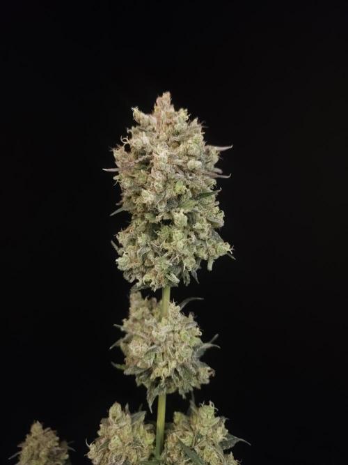 Zkittlez 2. Week 8