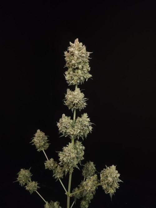 Zkittlez 2. Week 8