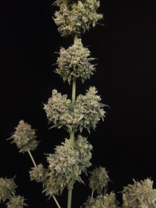 Zkittlez 2. Week 8