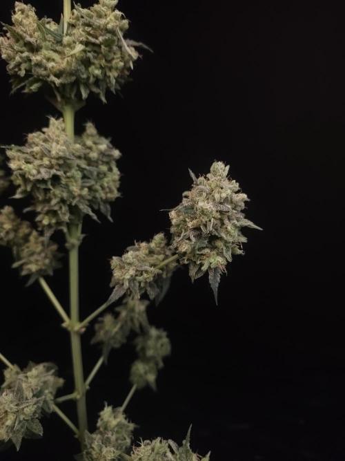 Zkittlez 2. Week 8
