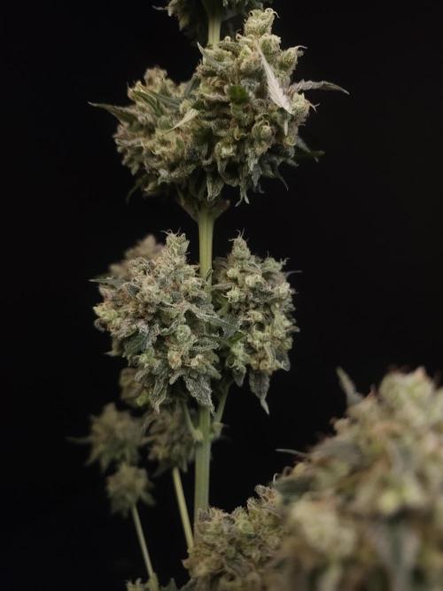 Zkittlez 2. Week 8