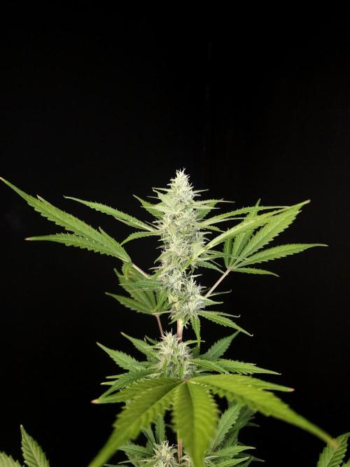 G.s.c 2. Week 3