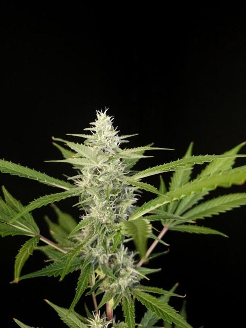 G.s.c 2. Week 3