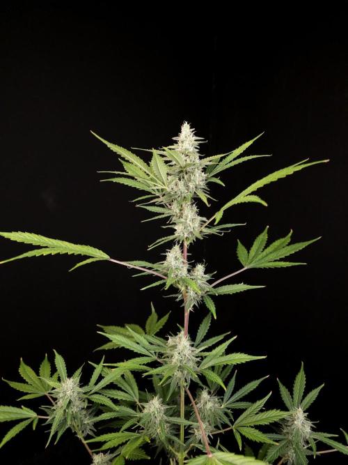 G.s.c 2. Week 4