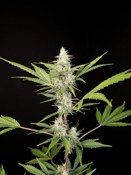 G.s.c 2. Week 4
