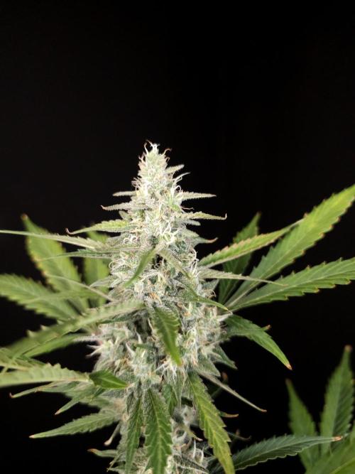G.s.c 2. Week 4