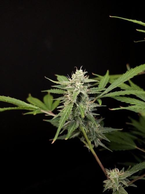G.s.c 2. Week 4