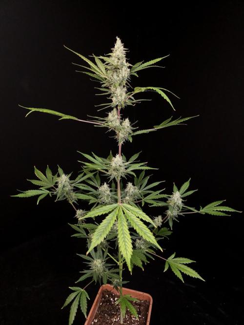 G.s.c 2. Week 5