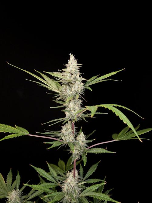 G.s.c 2. Week 5