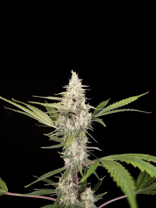 G.s.c 2. Week 5