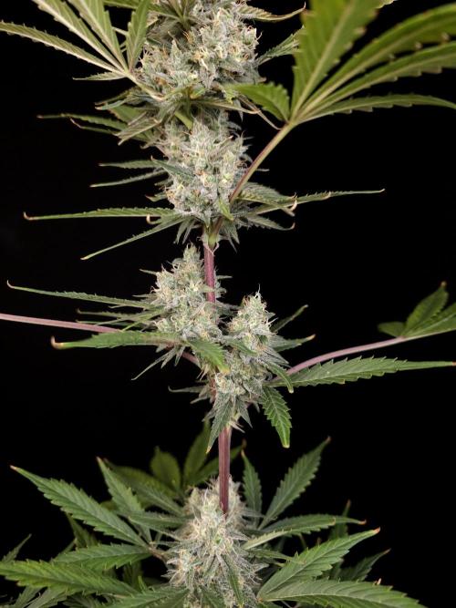 G.s.c 2. Week 5