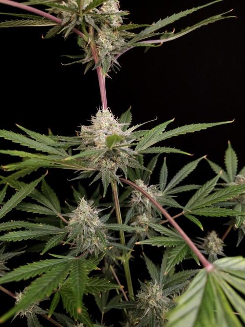 G.s.c 2. Week 5