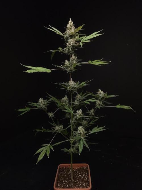 G.s.c 2. Week 6