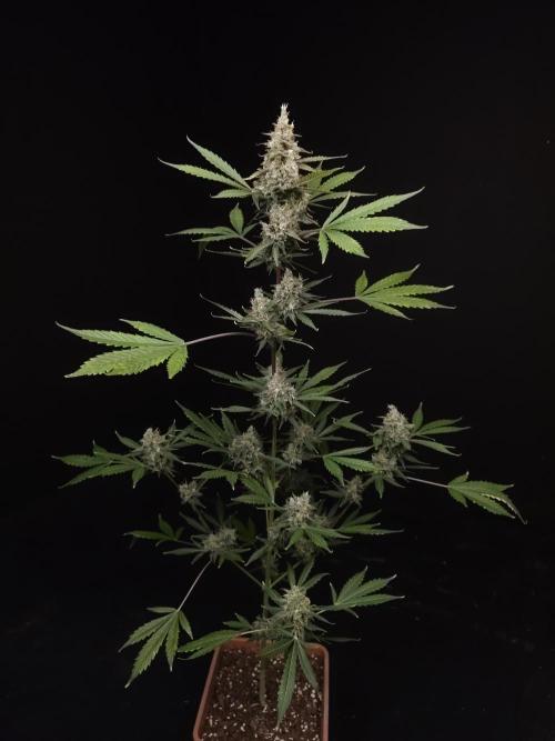G.s.c 2. Week 6