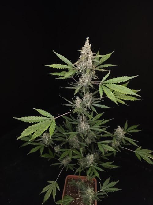 G.s.c 2. Week 6
