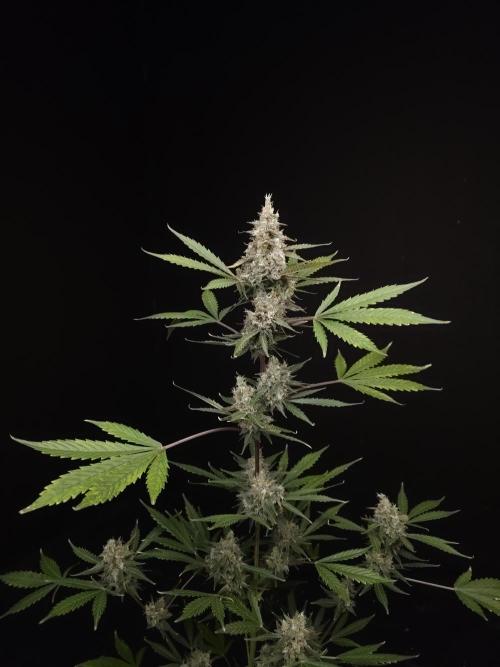 G.s.c 2. Week 6
