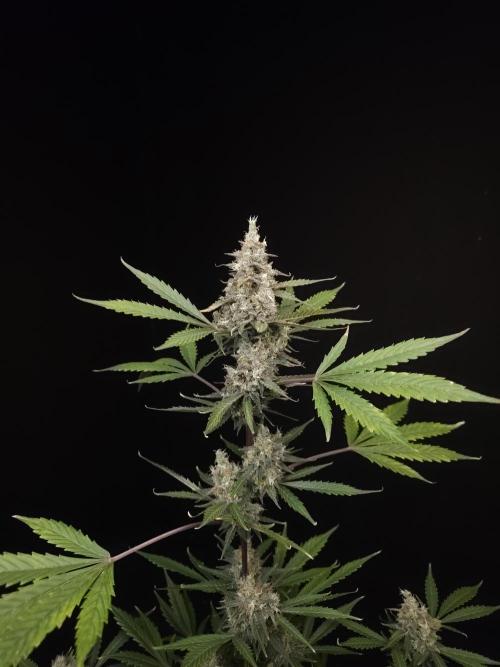 G.s.c 2. Week 6
