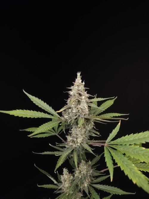 G.s.c 2. Week 6