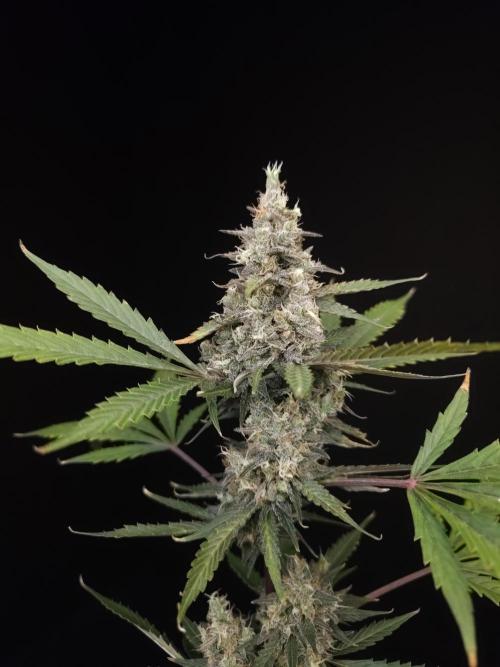 G.s.c 2. Week 6
