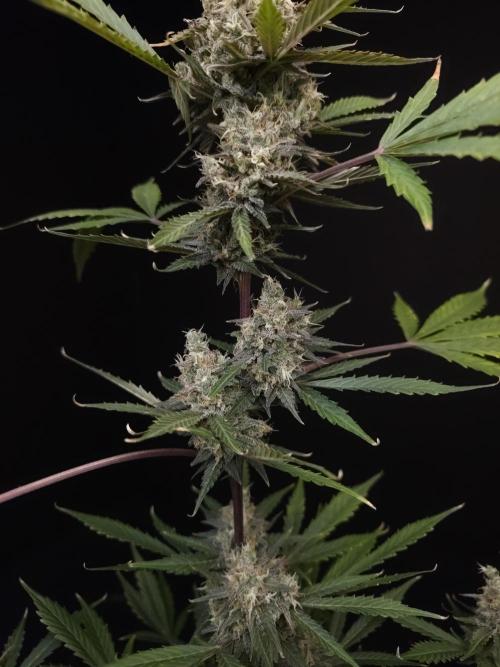 G.s.c 2. Week 6
