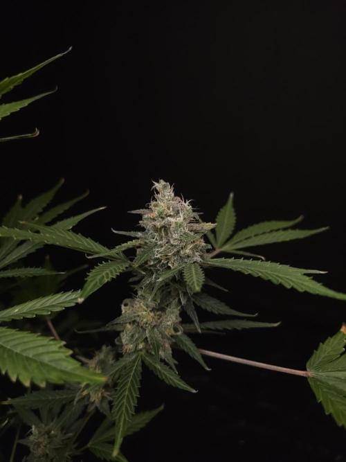 G.s.c 2. Week 6
